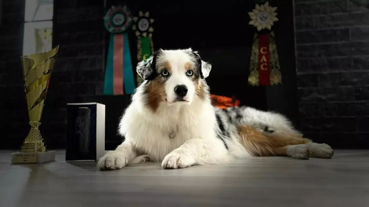 Teljeskörű Kutyakozmetikai Ellátás Budapesten