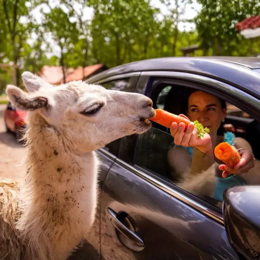 Egy Állati Randevú pároknak: Safari és Családi Élménypark – Vár Titeket Békés megye vadonja!