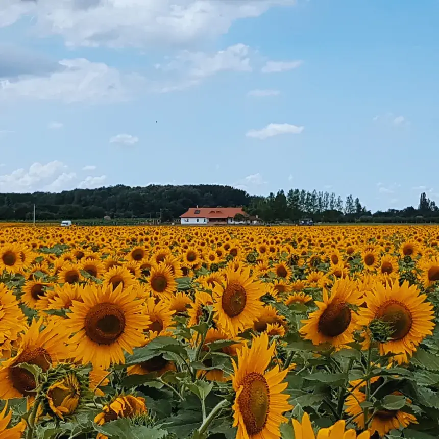 Vidéki menedék nagy társaságnak: Privát lovastanya Cserkeszőlőn 13+1 főre
