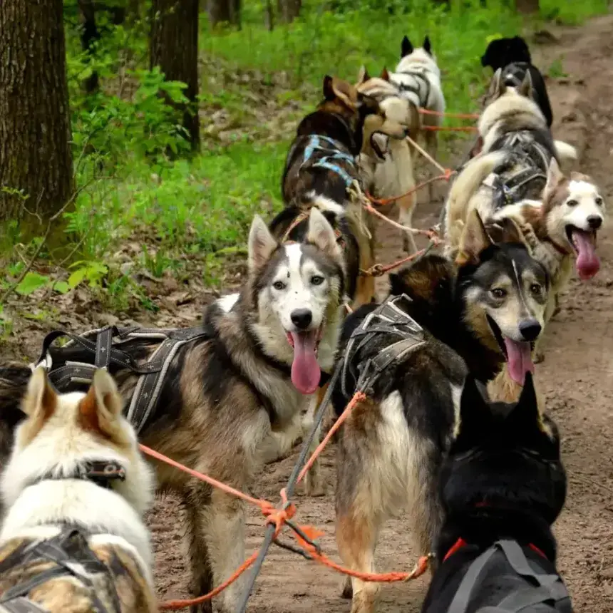 Husky kutyafogat túra