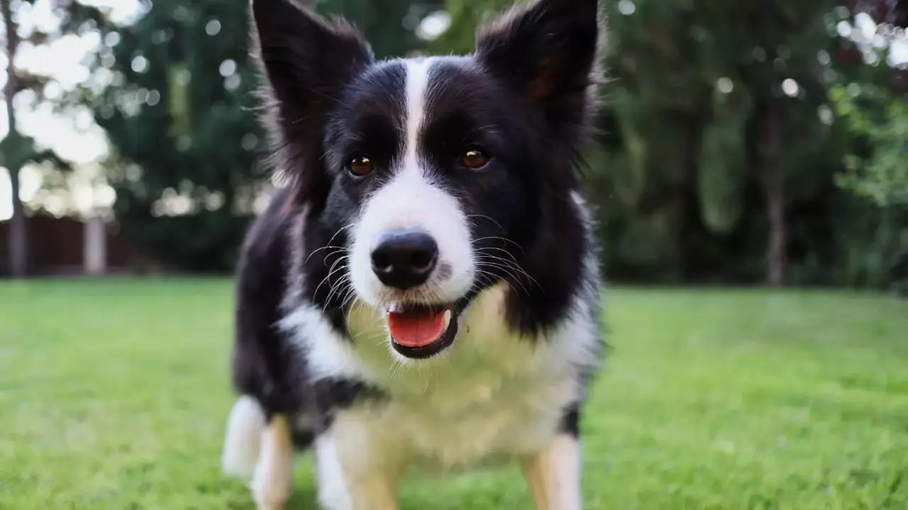 Édes kötelék! kapcsolatépítő kihívás - Online