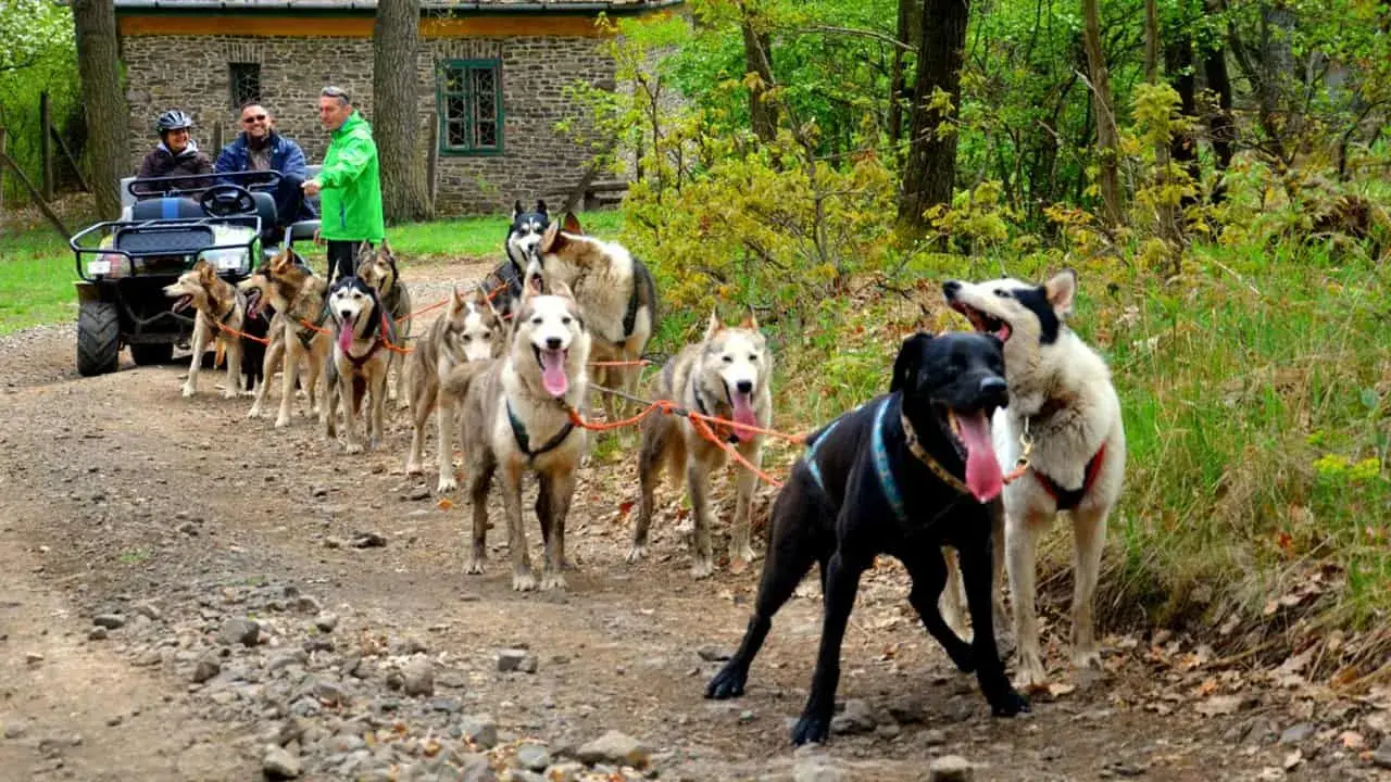 Családi husky kutyafogat extra túra