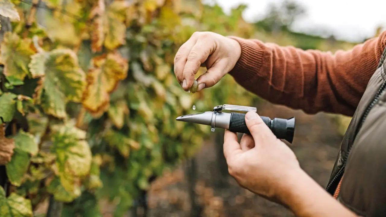 Borkóstoló kettesben a Barcza Pincészetben, a Balaton felvidéki Somló hegyen