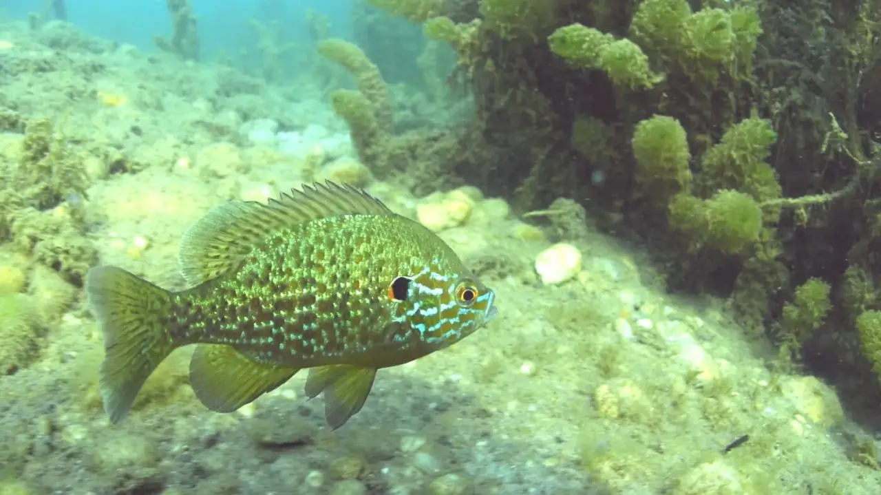 Páros INTRO merülés Tatán a Fényes-forrásban