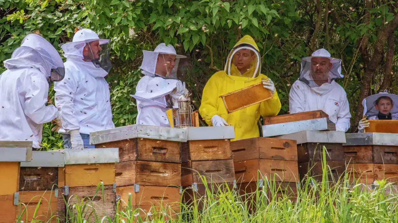 Óbudai Mézerdő Méhészet látogatás