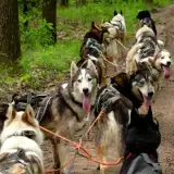 Husky kutyafogat túra