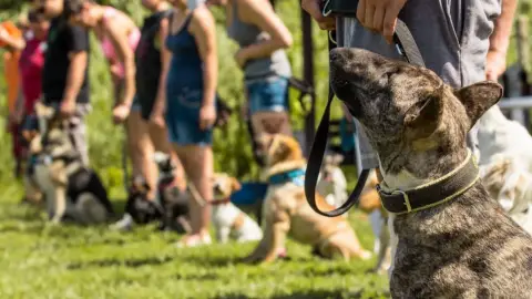 Válj Kutyakiképzővé Budapest környékén 3