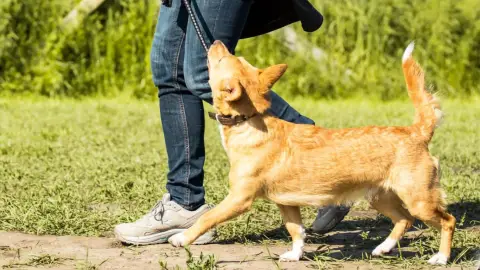 Válj Kutyakiképzővé Budapest környékén 1