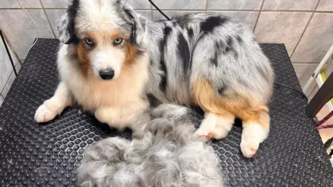 Teljeskörű Kutyakozmetikai Ellátás Budapesten 4