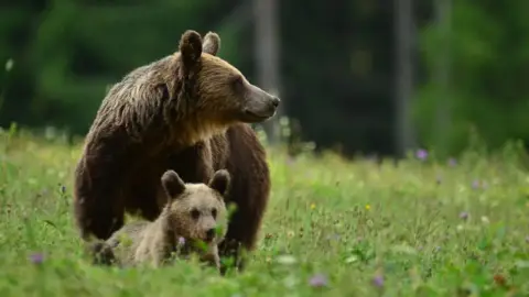 Medveles Tusnádfürdőn - Kihagyhatatlan élmény a vadon rajongóinak! 6