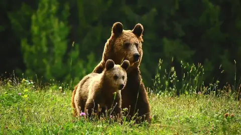 Medveles Tusnádfürdőn - Kihagyhatatlan élmény a vadon rajongóinak! 5