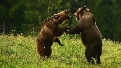 Medveles Tusnádfürdőn - Kihagyhatatlan élmény a vadon rajongóinak! 1