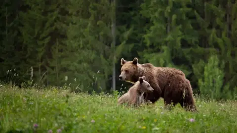 Medveles Tusnádfürdőn - Kihagyhatatlan élmény a vadon rajongóinak! 2