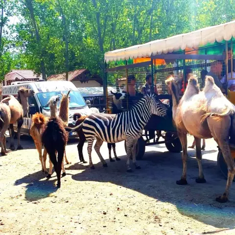 Safari és Családi Élménypark belépőjegy – Vár Titeket Békés megye vadonja!