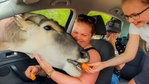 Safari és Családi Élménypark 'VIP' belépőjegy – Vár Titeket Békés megye vadonja! 44