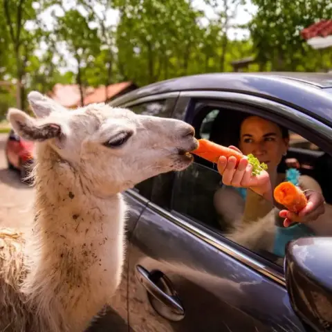 Egy Állati Randevú pároknak: Safari és Családi Élménypark – Vár Titeket Békés megye vadonja!