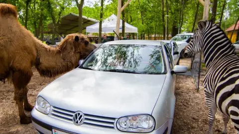 Safari és Családi Élménypark 'VIP' belépőjegy – Vár Titeket Békés megye vadonja! 2
