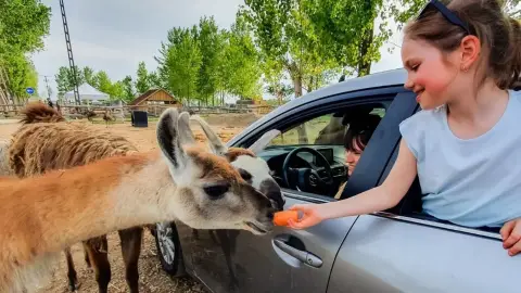 Safari és Családi Élménypark 'VIP' belépőjegy – Vár Titeket Békés megye vadonja! 3