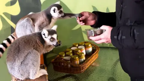 Safari és Családi Élménypark 'VIP' belépőjegy – Vár Titeket Békés megye vadonja! 4