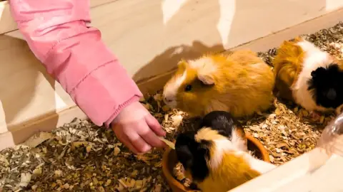 Safari és Családi Élménypark 'VIP' belépőjegy – Vár Titeket Békés megye vadonja! 6