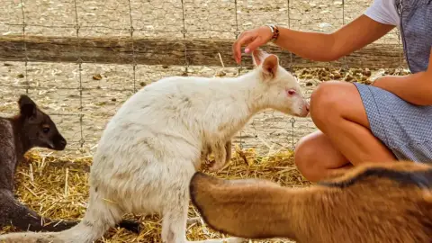 Safari és Családi Élménypark 'VIP' belépőjegy – Vár Titeket Békés megye vadonja! 30