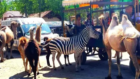 Safari és Családi Élménypark 'VIP' belépőjegy – Vár Titeket Békés megye vadonja! 18