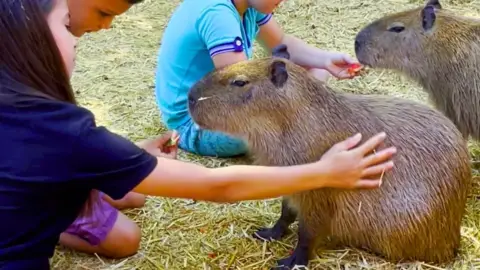 Safari és Családi Élménypark 'VIP' belépőjegy – Vár Titeket Békés megye vadonja! 19