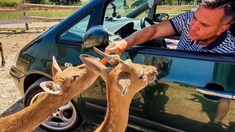 Safari és Családi Élménypark 'VIP' belépőjegy – Vár Titeket Békés megye vadonja! 34