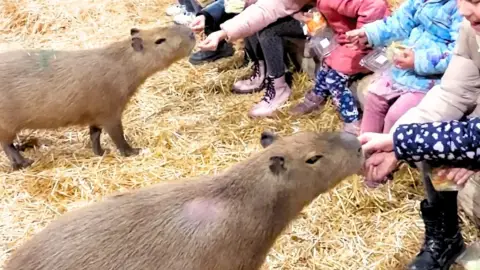 Safari és Családi Élménypark 'VIP' belépőjegy – Vár Titeket Békés megye vadonja! 1