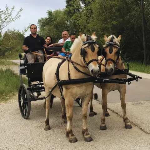 Sétakocsizás elbűvölő Fjord lovakkal Monor tájain
