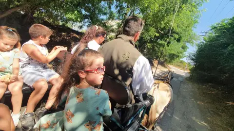 Romantikus hintózás kettesben Monor tájain – Elbűvölő Fjord lovakkal a fogatban! 25