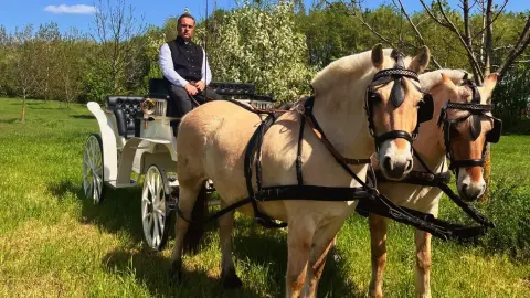 Romantikus hintózás kettesben Monor tájain – Elbűvölő Fjord lovakkal a fogatban! 3
