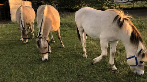 Romantikus hintózás kettesben Monor tájain – Elbűvölő Fjord lovakkal a fogatban! 5