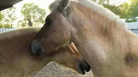 Mini állatsimogató + Élménylovaglás elbűvölő Fjord lovakkal Monoron 2