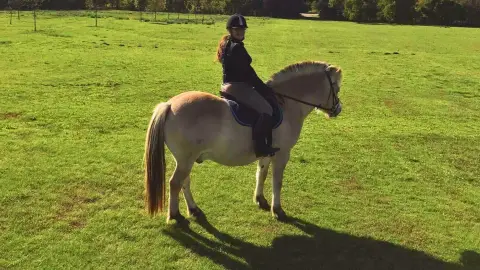 Mini állatsimogató + Élménylovaglás elbűvölő Fjord lovakkal Monoron 3