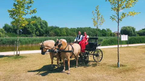 Romantikus hintózás kettesben Monor tájain – Elbűvölő Fjord lovakkal a fogatban! 8