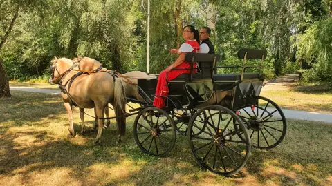 Romantikus hintózás kettesben Monor tájain – Elbűvölő Fjord lovakkal a fogatban! 9