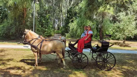 Romantikus hintózás kettesben Monor tájain – Elbűvölő Fjord lovakkal a fogatban! 12