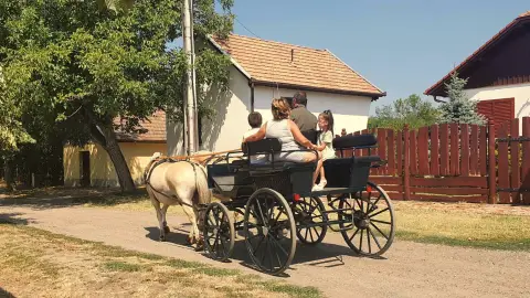 Romantikus hintózás kettesben Monor tájain – Elbűvölő Fjord lovakkal a fogatban! 13