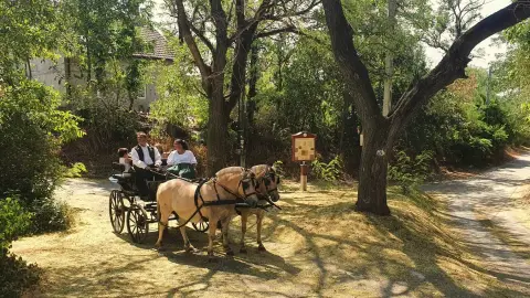 Romantikus hintózás kettesben Monor tájain – Elbűvölő Fjord lovakkal a fogatban! 14