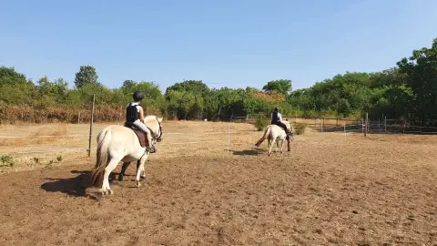 Mini állatsimogató + Élménylovaglás elbűvölő Fjord lovakkal Monoron 9