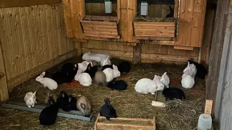 Romantikus hintózás kettesben Monor tájain – Elbűvölő Fjord lovakkal a fogatban! 30