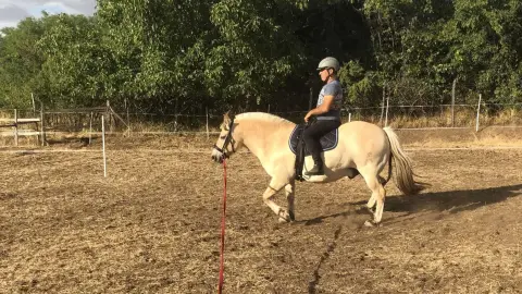 Mini állatsimogató + Élménylovaglás elbűvölő Fjord lovakkal Monoron 15