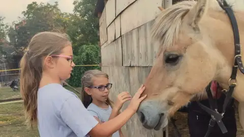 Mini állatsimogató + Élménylovaglás elbűvölő Fjord lovakkal Monoron 17