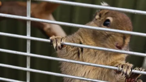 Romantikus hintózás kettesben Monor tájain – Elbűvölő Fjord lovakkal a fogatban! 29