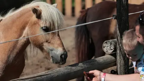 Romantikus hintózás kettesben Monor tájain – Elbűvölő Fjord lovakkal a fogatban! 28
