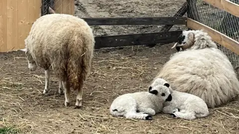Romantikus hintózás kettesben Monor tájain – Elbűvölő Fjord lovakkal a fogatban! 26