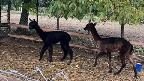 Romantikus hintózás kettesben Monor tájain – Elbűvölő Fjord lovakkal a fogatban! 32