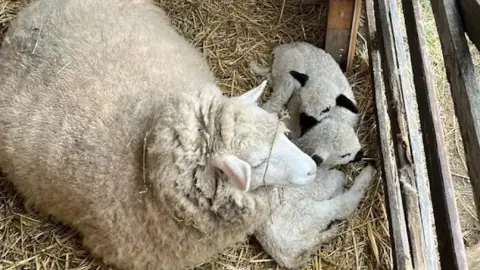 Romantikus hintózás kettesben Monor tájain – Elbűvölő Fjord lovakkal a fogatban! 33