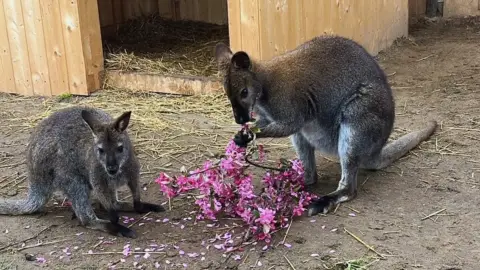 Romantikus hintózás kettesben Monor tájain – Elbűvölő Fjord lovakkal a fogatban! 35